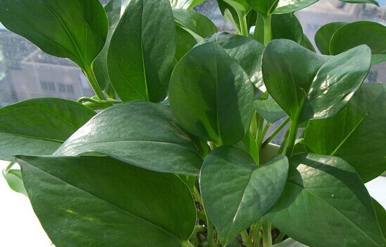 甲醛的克星有哪些水果、植物？